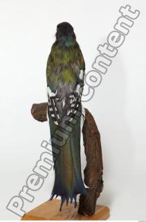 Cuban Trogon-Priotelus temnurus 0004